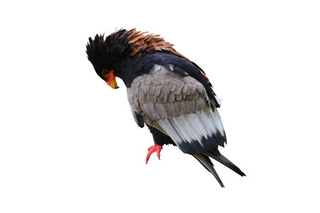 Terathopius ecaudatus. Bateleur eagle isolated on a white background