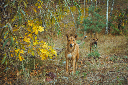 Homeless wild dog in old radioactive zone in Pripyat city - abandoned ghost town after nuclear disaster. Chernobyl exclusion zone.の写真素材