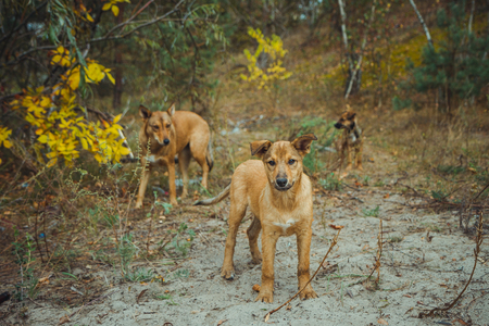 Homeless wild dog in old radioactive zone in Pripyat city - abandoned ghost town after nuclear disaster. Chernobyl exclusion zone.の写真素材