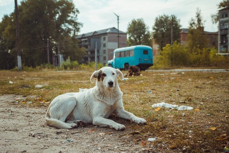 Homeless wild dog in old radioactive zone in Pripyat city - abandoned ghost town after nuclear disaster. Chernobyl exclusion zone.の写真素材