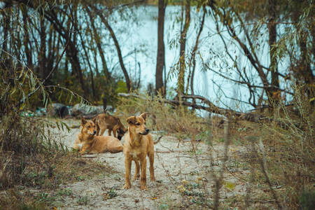 Homeless wild dog in old radioactive zone in Pripyat city - abandoned ghost town after nuclear disaster. Chernobyl exclusion zone.の写真素材