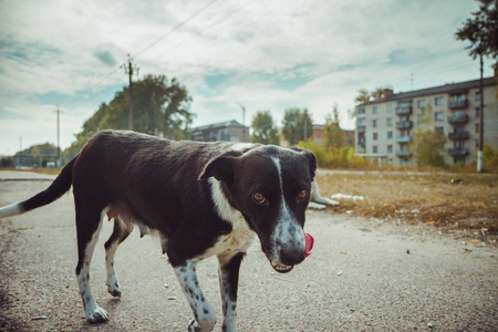 Homeless wild dog in old radioactive zone in Pripyat city - abandoned ghost town after nuclear disaster. Chernobyl exclusion zone.の写真素材
