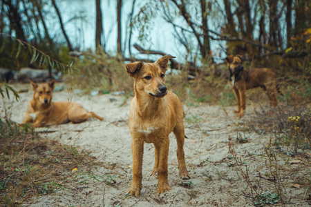 Homeless wild dog in old radioactive zone in Pripyat city - abandoned ghost town after nuclear disaster. Chernobyl exclusion zone.の写真素材