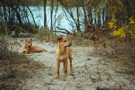 Homeless wild dog in old radioactive zone in Pripyat city - abandoned ghost town after nuclear disaster. Chernobyl exclusion zone.の写真素材