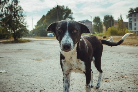 Homeless wild dog in old radioactive zone in Pripyat city - abandoned ghost town after nuclear disaster. Chernobyl exclusion zone.の写真素材