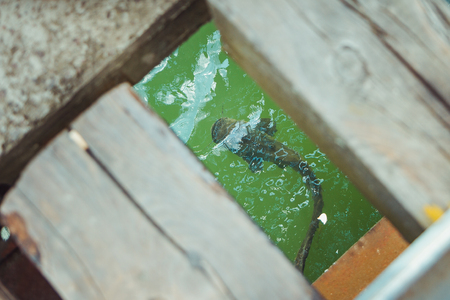 Sheat-fish in Chornobyl exclusion zone. Radioactive zone in Pripyat city - abandoned ghost town. Chernobyl history of catastrophe. Ukraineの写真素材