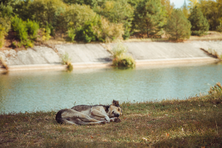 Homeless wild dog in old radioactive zone in Pripyat city - abandoned ghost town after nuclear disaster. Chernobyl exclusion zone.の写真素材