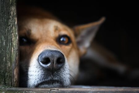 Sad view of an alone brown dog resting in the kennel - an old wooden houseの写真素材