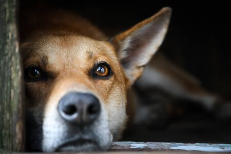 Sad view of an alone brown dog lying in the kennel - an old wooden houseの写真素材