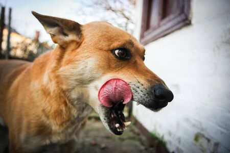 Funny red dog is lickingの写真素材