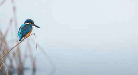 A stunning kingfisher displaying brilliant blue and orange plumage rests on an icy branch, observing the tranquil, blurred water in a serene winter landscape.の素材