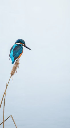 A beautiful kingfisher, showing its iridescent blue and rust-colored plumage, sits atop a slender cattail stem with a serene, blurred water backdrop.の素材