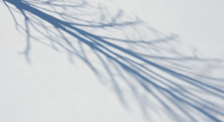 Long, delicate shadows from tree branches fall diagonally across a pristine white background with subtle texture, forming an elegant and serene natural abstract design.の素材