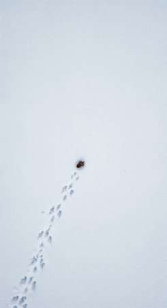 An aerial perspective showcases a solitary brown seed on a vast expanse of fresh white snow, marked by a clear path of small paw prints indicating animal movement.の素材