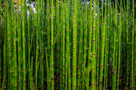 Green bamboo texture in nature, Strasbourg, France