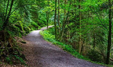 Path in the Black wood in Triberg, Baden Germanyの写真素材