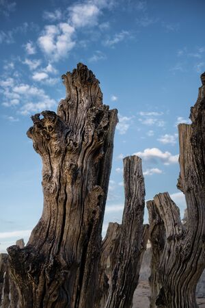 Old tree trunks breakwater on sandy beach in Saint-Malo, Bretagne Franceの写真素材