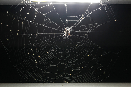 Spider on spider web under a light of a bridge during the nightの写真素材