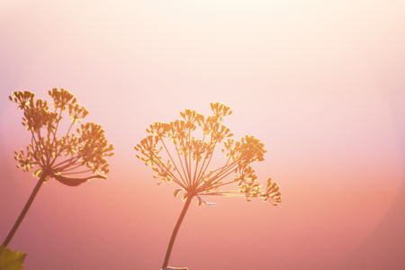 Flowers with blurry pink sunset background. Yellow sunlight gradient to pink color with a close up of two green flowers.の写真素材