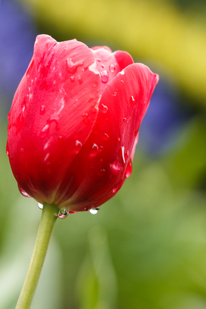 close up of a tulipの写真素材