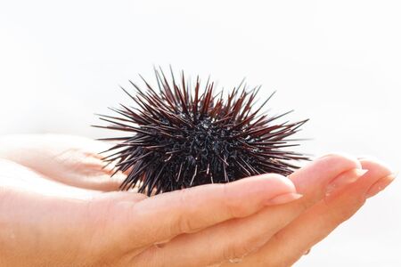 Urchin in the handの写真素材