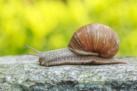 Snail on a stoneの写真素材
