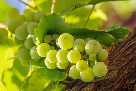 wine grapes branchの写真素材