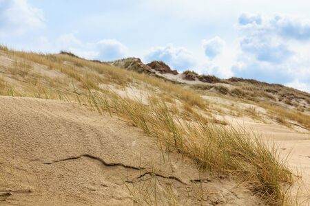 Dunes in Northern Europeの写真素材