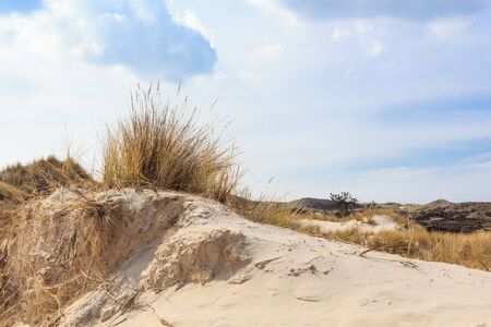 Dunes in Northern Europeの写真素材