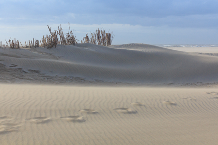 Dunes in Northern Europeの写真素材