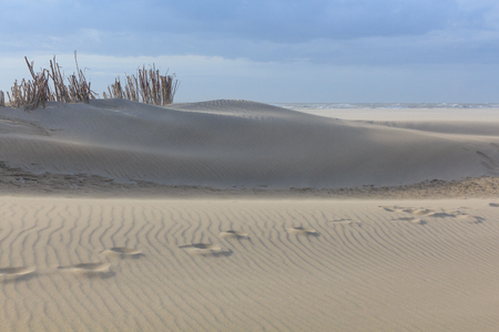 Dunes in Northern Europeの写真素材