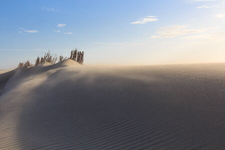 Dunes in Northern Europeの写真素材