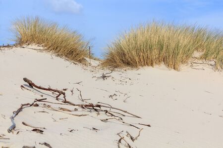 Dunes in Northern Europeの写真素材