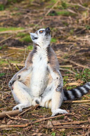 A male lemur is sunbathingの写真素材