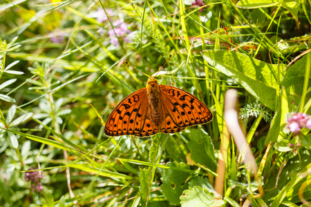 Argynnis paphia butterfly in a meadowの写真素材