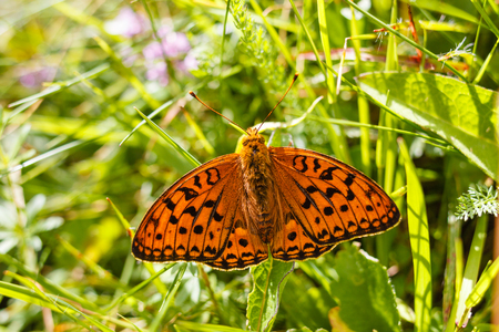 Argynnis paphia butterfly in a meadowの写真素材