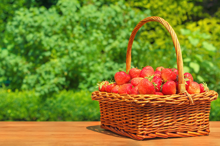 Fresh strawberries in a basket on wooden table in gardenの写真素材