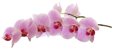 Orchid isolated on whiteの写真素材