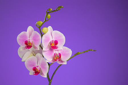 Inflorescence of butterfly orchid on lilac backgroundの写真素材