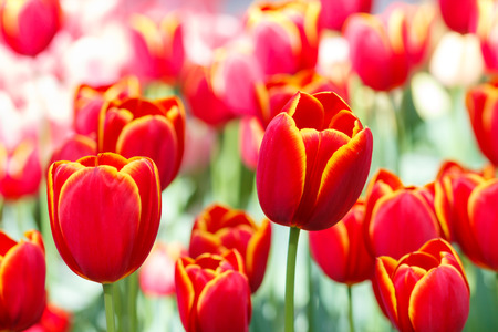 Tulips flowers blooming in the gardenの写真素材