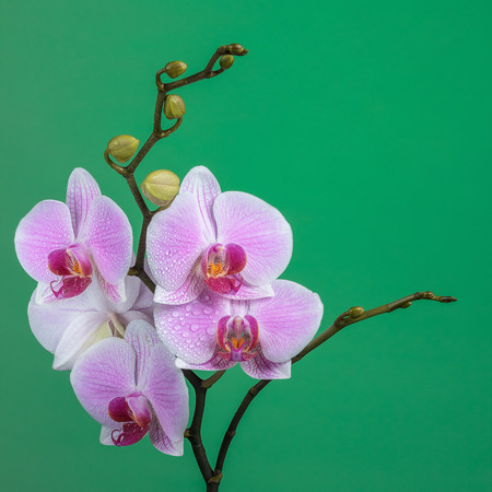 Wet inflorescence of butterfly orchid on green backgroundの写真素材