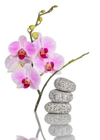 Inflorescence of butterfly orchid and massage stones with reflecの写真素材