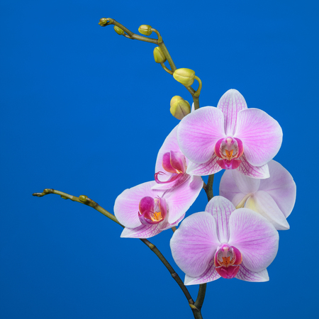 Inflorescence of butterfly orchid on blue backgroundの写真素材