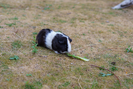 Black and white guinea pig, Cavia porcellus, nibble a leafの写真素材