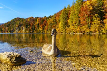 Young swan swims along the shore of a lake on the beautiful autumn dayの写真素材