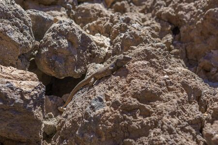 Canary lizard - Gallotia galloti is sitting on volcanic lava stone in National Park Teide, Tenerife, Spain.の写真素材
