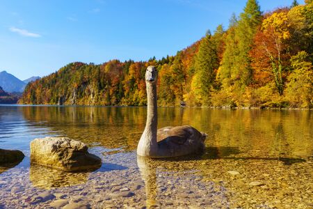Young swan swims along the shore of a lake on the beautiful autumn dayの写真素材