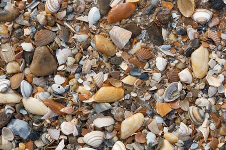 A lot of sea shells on the beach as backgroundの写真素材