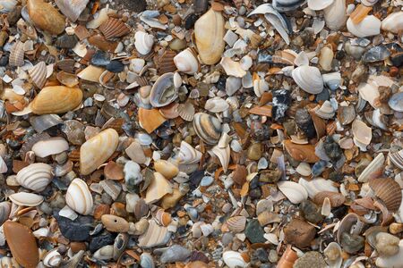 A lot of sea shells on the beach as backgroundの写真素材