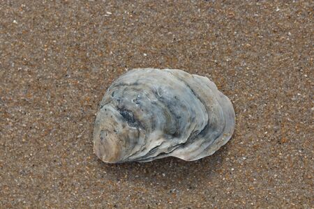 Sea shell on sandy beach as backgroundの写真素材
